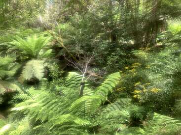 Esta imagen capta una exuberante y verde escena forestal repleta de vibrantes helechos, densa maleza, flores silvestres amarillas y luz solar dispersa que crean una atmósfera de ensueño y serenidad.