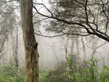Una escena de bosque brumoso con árboles altos, ramas densas y maleza verde. La niebla serpentea entre los árboles, creando una atmósfera misteriosa y tranquila.