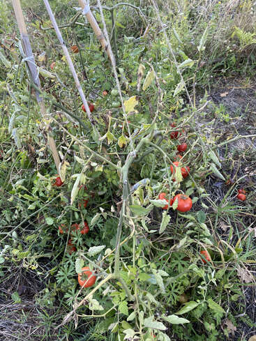 Eine im Freien wachsende Tomatenpflanze wird von Holzpfählen gestützt. Die Pflanze hat grüne Blätter, von denen einige gelblich sind, und es sind mehrere reife und unreife Tomaten zu sehen.