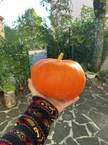 Une personne tient une citrouille orange vif à l'extérieur, debout sur une terrasse en pierre. En arrière-plan, on aperçoit des plantes vertes, des arbres et un jardin paisible et ensoleillé.