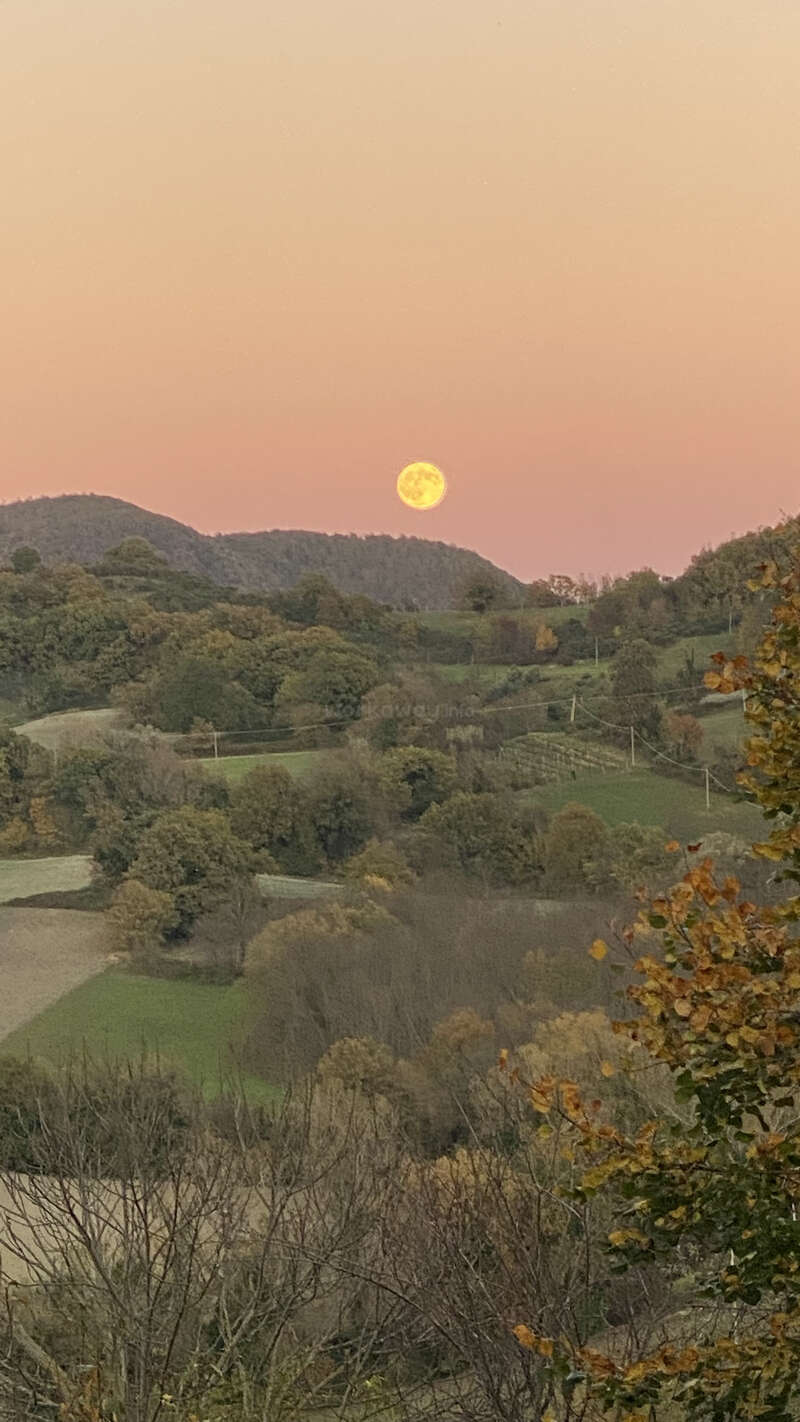Ein voller gelber Mond geht über sanften grünen Hügeln und herbstlichen Bäumen auf, unter einem pastellrosa Himmel, und schafft so in der Abenddämmerung eine ruhige, malerische Landschaft.