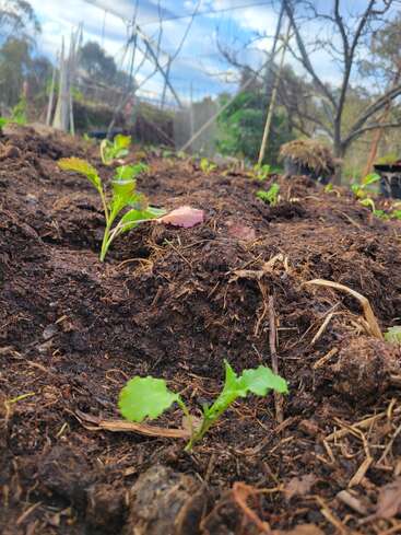 Young green seedlings sprout from rich, dark soil in a garden. Wooden sticks and trees surround the plot, under a cloudy blue sky, suggesting early spring growth.