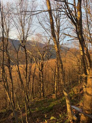 Árvores sem folhas se erguem em uma suave encosta arborizada, banhadas pela luz quente e dourada do sol. Uma montanha se ergue ao fundo. Uma motosserra está encostada em uma árvore.