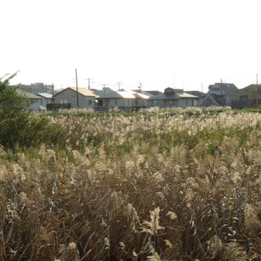 Au premier plan, un champ d'herbes hautes et dorées ondule, tandis qu'à l'arrière-plan, des maisons modernes aux toits en pente et des lignes électriques se dressent tranquillement sous un soleil radieux.