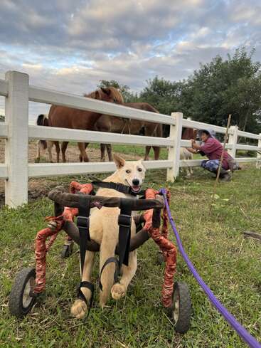 Ein glücklicher Hund in einem Rollstuhl blickt zurück, während zwei Pferde hinter einem weißen Zaun stehen. Eine Person kniet in der Nähe und kümmert sich friedlich um die Tiere.