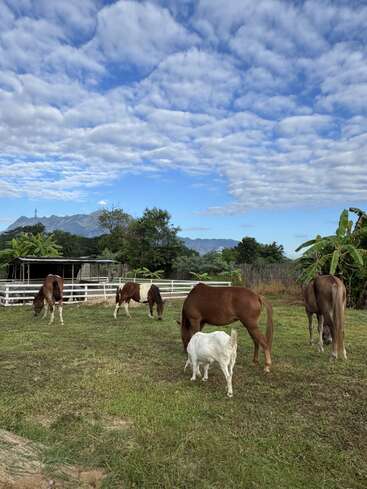 Cinq chevaux et une chèvre blanche paissent paisiblement dans un vert pâturage. Des montagnes et des arbres forment l'arrière-plan, sous un ciel éclatant rempli de nuages épars.