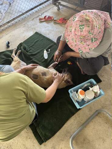 Zwei Personen kümmern sich um einen Hund, der auf einer grünen Decke liegt. Medizinische Hilfsmittel und Salben befinden sich in einem blauen Korb. Der Hund wirkt ruhig und entspannt.