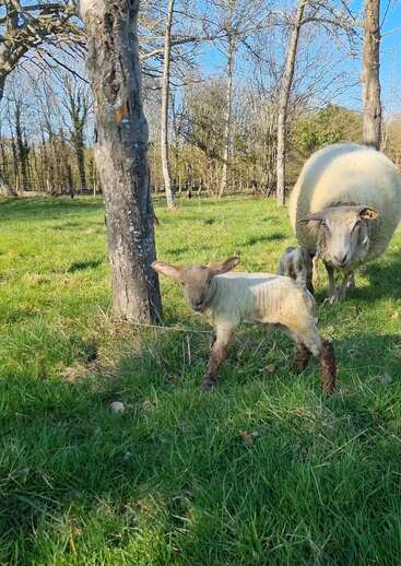 Un cordero recién nacido se encuentra de pie sobre la hierba verde junto a un árbol, con su madre y uno de sus hermanos cerca. La brillante luz del sol ilumina esta tranquila escena campestre.