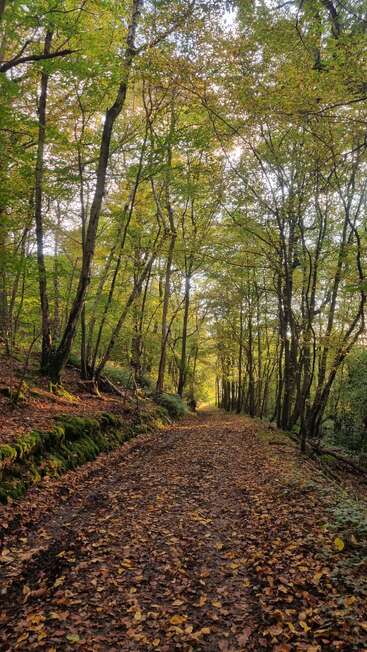 Un tranquilo sendero forestal cubierto de hojas otoñales, rodeado de altos árboles bañados por la luz dorada del sol, que crea un ambiente sereno y acogedor para dar un paseo.