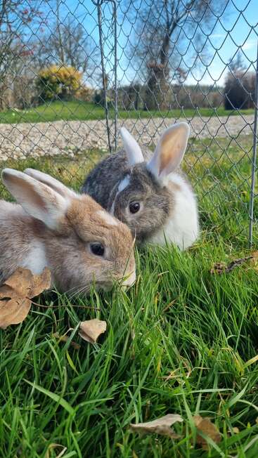 Dos adorables conejos, uno marrón y otro gris, mordisquean la hierba fresca dentro de un recinto de alambre. Las hojas caídas y un cielo azul y soleado completan la escena.