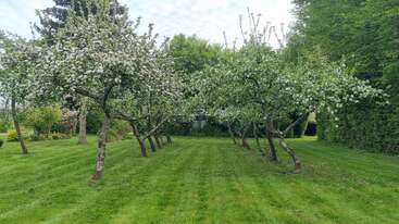 Un frondoso huerto con hileras de árboles frutales en flor, cuyas ramas están cargadas de flores blancas, se alza sobre un césped cuidadosamente cortado, rodeado de una densa y frondosa vegetación.