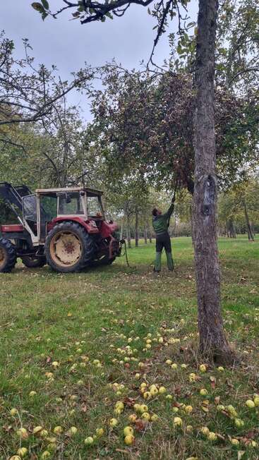 Una persona vestida de verde sacude un manzano con una herramienta larga junto a un tractor rojo; hay muchas manzanas esparcidas por la hierba debajo del árbol.
