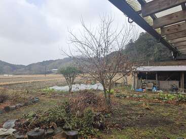 A rural garden scene features a leafless tree, scattered plants, a rustic shed, wooden logs, fields, distant hills, and a cloudy sky, giving a peaceful atmosphere.