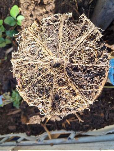 This image shows the bottom of a plant removed from its pot, displaying dense, tangled roots intertwined with soil, indicating the plant is root-bound and ready for replanting.