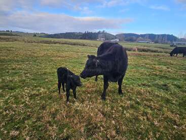 En un campo cubierto de hierba, una vaca negra acaricia suavemente a su pequeño ternero. Colinas onduladas, árboles dispersos y edificios agrícolas se ven en el apacible fondo rural.