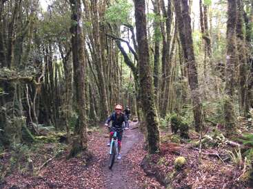 Dos ciclistas recorren en bicicleta de montaña un estrecho y sinuoso camino de tierra rodeado de altos árboles cubiertos de musgo en un bosque denso, verde y tranquilo. Aventura en la naturaleza.