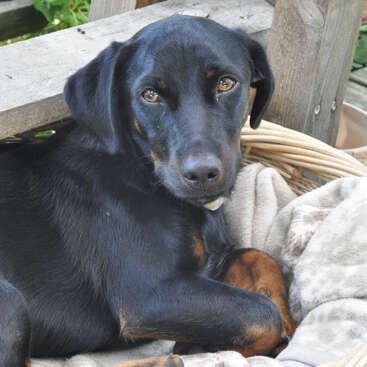 The image features a black dog with brown eyes and paws, resting in a wicker basket with a blanket, situated on a wooden porch with lush greenery in the background.