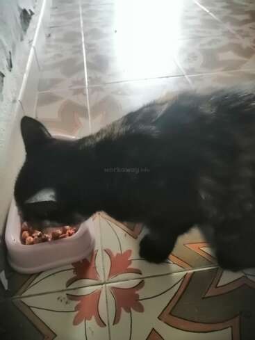 Eine schwarze Katze frisst aus einer rosafarbenen Schüssel, die mit Futter gefüllt ist. Auf dem Boden liegen dekorative Fliesen mit einem geometrischen Muster, und im Hintergrund brennt Licht.