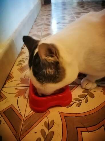 Eine weiß-schwarze Katze frisst aus einem roten Napf, der auf dekorativ gemusterten Bodenfliesen in der Nähe einer Wand in einem gemütlichen Innenbereich steht.