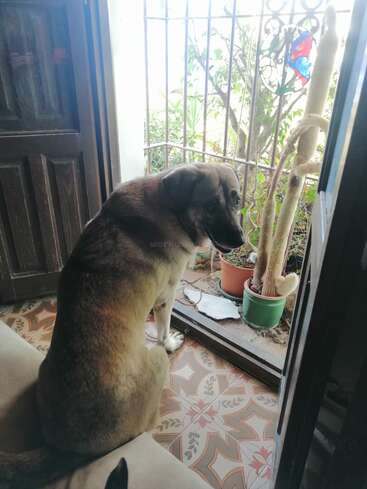 Ein großer Hund sitzt in einem Haus an einer offenen Tür und schaut zurück. Draußen sind Topfpflanzen und ein Kaktus zu sehen. Das Sonnenlicht fällt durch die Eisengitter.