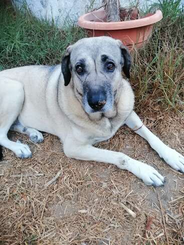 Ein großer, heller Hund mit seelenvollen Augen liegt im trockenen Gras neben einem Terrakotta-Blumentopf. Seine Nase ist ein wenig schmutzig, und er sieht ruhig aus.
