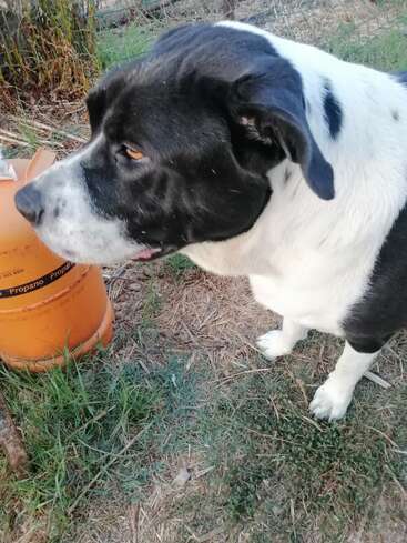 Ein großer schwarz-weißer Hund steht draußen auf einem Flecken Gras und Dreck, neben einem orangefarbenen Propantank. Der Hund sieht ruhig aus und blickt nach links.