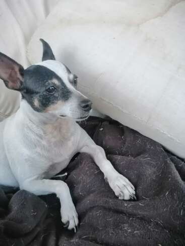 Ein kleiner schwarz-weißer Hund mit aufrechten Ohren liegt bequem auf einer dunklen Decke, die an eine weiße Couch gelehnt ist, und schaut aufmerksam zur Seite. Das Fell ist sichtbar.