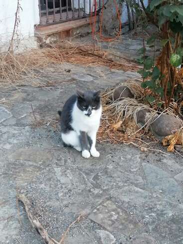 Eine grau-weiße Katze sitzt auf einem Steinweg, umgeben von getrockneten Pflanzen. Im Hintergrund sind ein aufgerolltes orangefarbenes Kabel und ein Balkongeländer zu sehen.