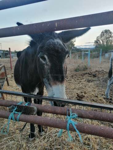 Ein Esel steht hinter einem Metallzaun in einem mit Stroh bedeckten Pferch. Blaue Seile und eine Bürste sind an den rostigen Stäben festgebunden. Ruhige Bauernhofszene.