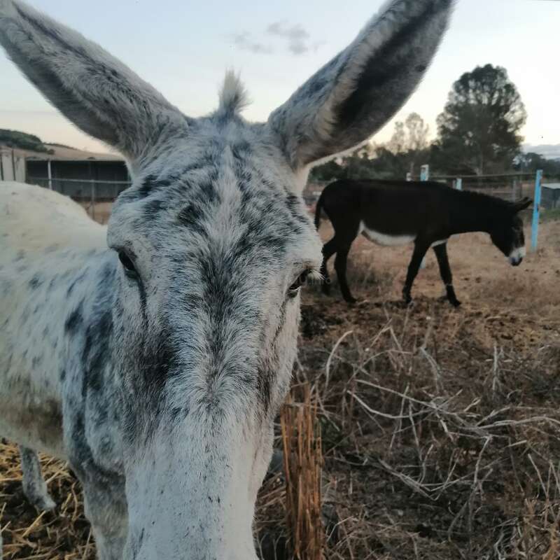 Eine Nahaufnahme eines grauen, gefleckten Esels mit großen Ohren im Vordergrund, dahinter ein anderer dunkler Esel, der auf einer trockenen, grasbewachsenen Wiese grast.