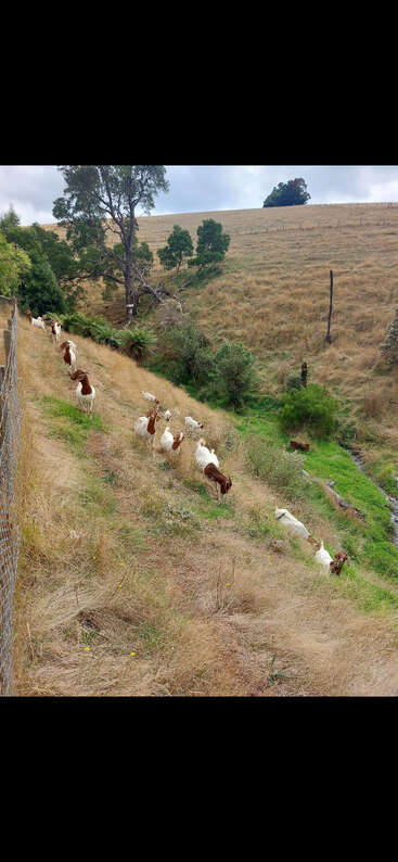 Eine Gruppe von Ziegen weidet auf einem schrägen, grasbewachsenen Hügel, umgeben von Bäumen, einem Zaun und einem kleinen Bach in einer ländlichen Landschaft.