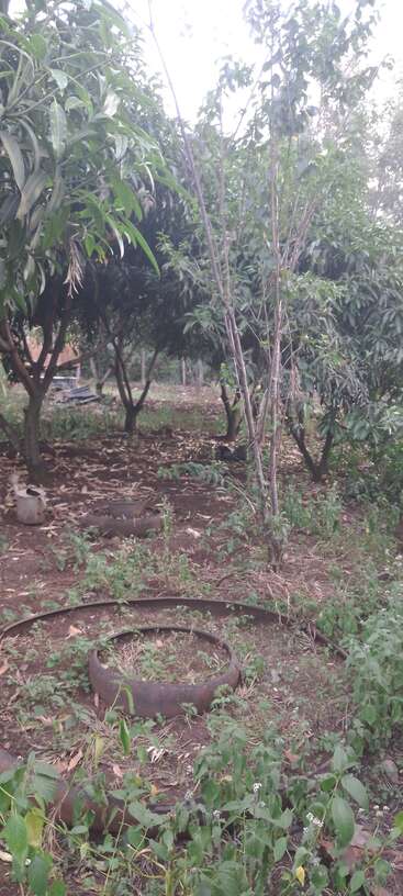 The image depicts a garden with a mix of plants and trees, featuring a circular metal object in the foreground and a few trees in the background.