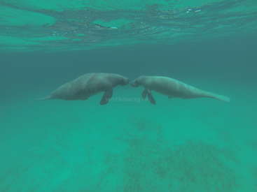 Dos manatíes nadan en el océano, sus narices se tocan, con un fondo de arena y agua azul verdosa al fondo.