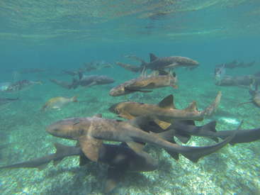 La imagen muestra un grupo de tiburones nadando en aguas poco profundas y transparentes, con un fondo oceánico arenoso visible bajo ellos. Los tiburones son de color gris oscuro y marrón.