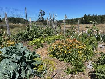 Das Bild zeigt einen lebendigen Garten mit verschiedenen Pflanzen, darunter Blumen, Gemüse und Bäume, vor einem klaren blauen Himmel an einem sonnigen Tag.