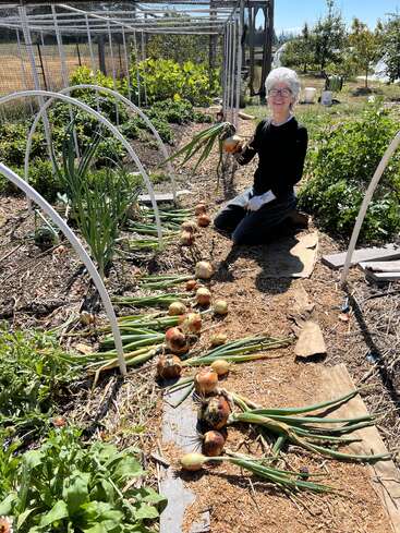 Das Bild zeigt eine Frau, die in einem Garten kniet, umgeben von Zwiebeln und Pflanzen, mit einem Gewächshaus und Spalieren im Hintergrund an einem sonnigen Tag.