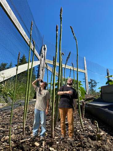 Das Bild zeigt zwei Personen, die an einem sonnigen Tag in einem Garten stehen, umgeben von hohen Spargelpflanzen, mit einem Holzzaun und Netzen im Hintergrund.