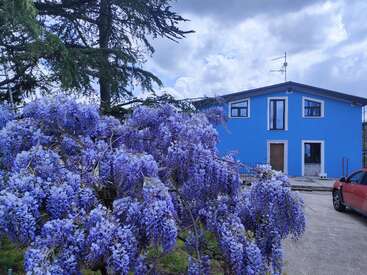 L'image représente une scène sereine avec une maison bleue aux bordures blanches, une voiture rouge et un arbre à fleurs d'un violet éclatant au premier plan.
