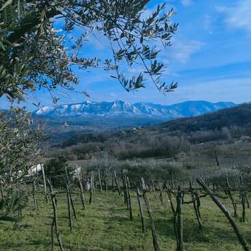 L'image représente un paysage serein comprenant un vignoble avec des piquets en bois, des oliviers et des montagnes lointaines sous un ciel bleu avec des nuages ondulants.
