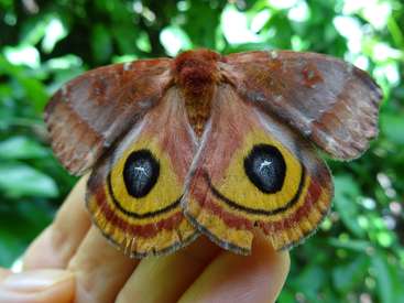 The image depicts a hand holding a large moth with distinctive yellow eyespots on its wings, set against a blurred green background.