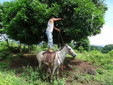 A man stands on a white horse, reaching for fruit in a tree, wearing a tank top and jeans, with lush greenery and trees surrounding him.