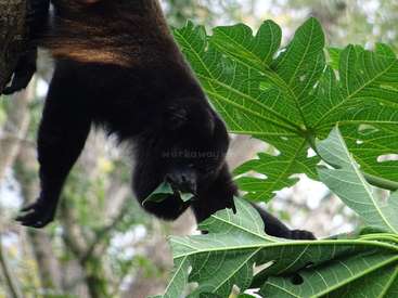 The image depicts a black monkey suspended upside down from a tree branch, grasping a leaf with its hands and feet, set against a blurred natural background.