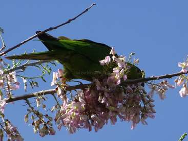 The image depicts a green parrot perched on a branch adorned with pink flowers, set against a clear blue sky. The parrot faces right.