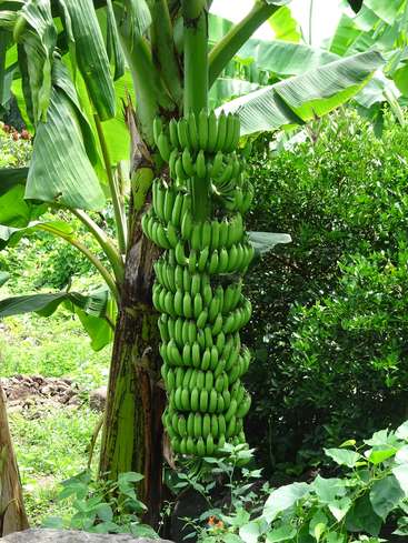 The image depicts a banana tree with a large cluster of green bananas growing on its trunk, surrounded by lush foliage and other plants.