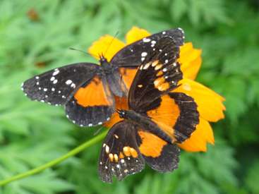 The image features two black and orange butterflies on an orange flower, set against a blurred green background. The butterflies have distinctive white spots on their wings.