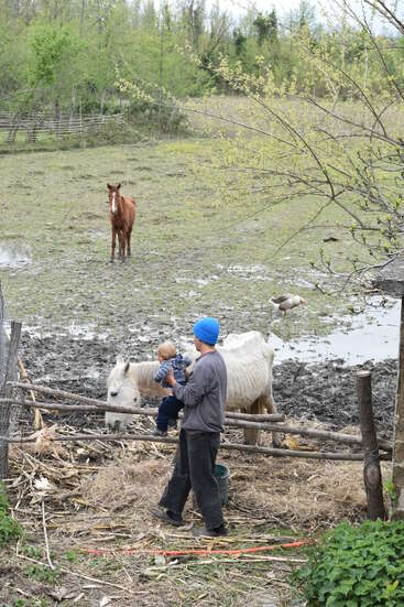 A man wearing a blue beanie holds a child near a white horse. A brown horse and a goose stand in a muddy, fenced pasture. Trees surround.