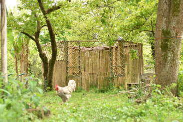 A rustic bamboo hut stands amidst lush greenery and tall trees. A rooster with a red comb walks in the foreground, adding charm to the scene.
