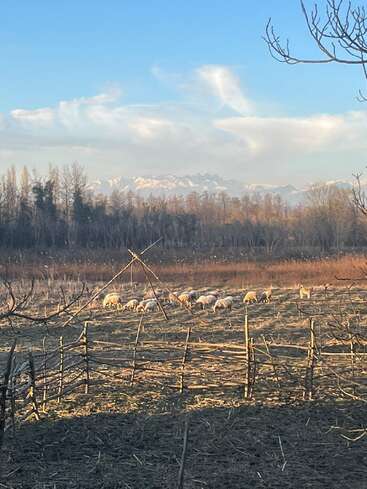 A serene rural scene with sheep grazing in a fenced field, bare trees, and snow-capped mountains in the background under a bright blue sky.