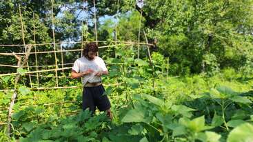 A man stands in a lush, green garden surrounded by tall plants and bamboo trellises, inspecting or tending to the healthy, vibrant vegetation under sunlight.