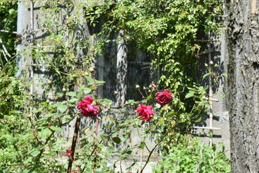 In bright sunlight, red roses bloom in the foreground. The background features an old building overgrown with green vines and partially shaded by trees.